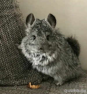Chinchila Mänchen