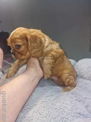 Cavalier King Charles Spaniel Welpen  