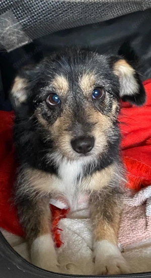 Ruby und Milly suchen ihr Zuhause, auch getrennt - auf PS in Heidelberg