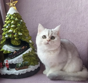 Bkh silver black shaded mädchen  