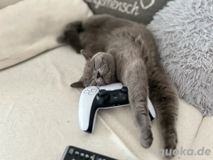 BKH Katze sucht neues Zuhause 