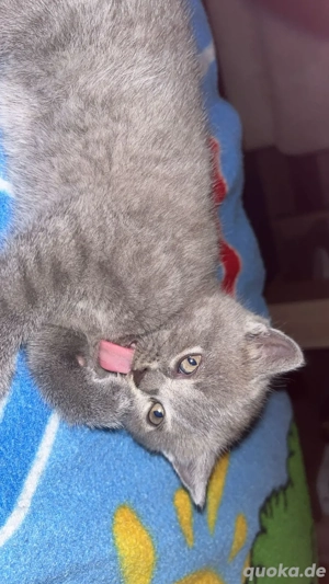 BKH blue babykatze