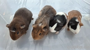 Junge Meerschweinchen Böcke Weibchen