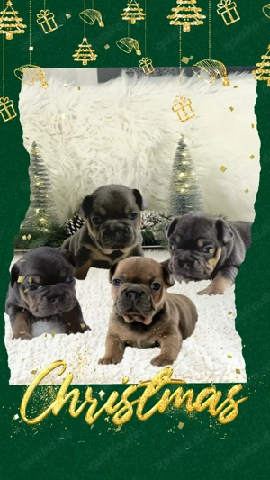 Exklusive Blue Cherry tan Französische Bulldoggen Welpen