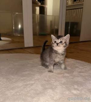 Reinrassige Britisch Kurzhaar Kitten - abzugeben ab dem 7.Februar