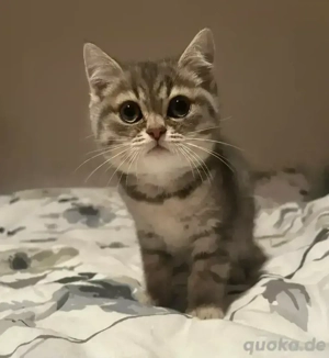 Kätzchen suchen neue Besitzer