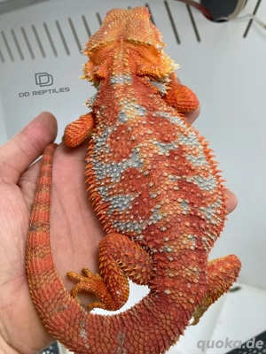 Bartagamen Männchen (Pogona vitticeps) Half red Monster Hypo high blue Tiger