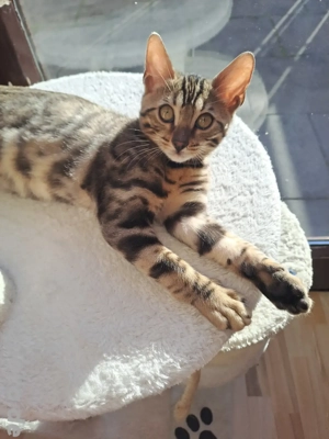 Bengal-Katze 