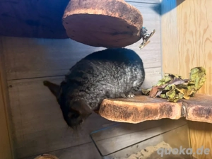 Chinchilla Weibchen