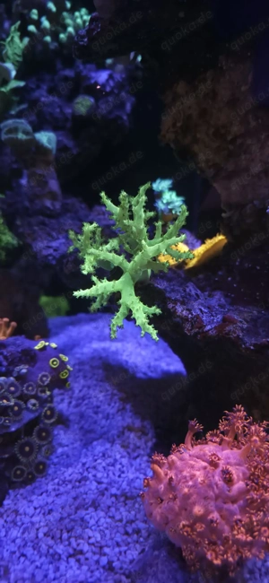 Scheibenanemone Sunflair Sinularia Ultra Neon Briareum Xenia Seriatopora AnemoneQuadricolor Monti