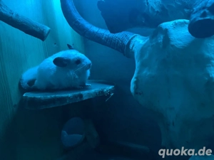 Chinchilla Weibchen