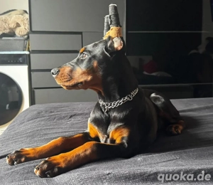 Dobermann welpe