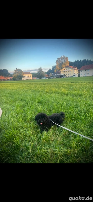 Mimi sucht ein zuhause 