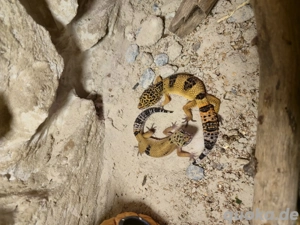 Leopardgeckos SALE 