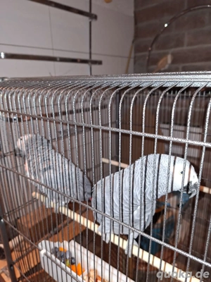 Grau Papagai abzugeben 