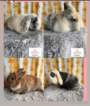 Zwergwidder Miniloop und Löwenkopf Männchen   