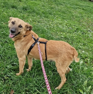 Luisa, 4 Jahre, 50-55 cm, lieb,  Bild 4