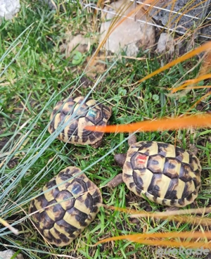 Griechische Landschildkröten 