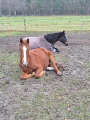 Hannoveraner stute von Viscount 