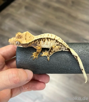 Kronengeckos (Corellophus Ciliatus) zur Abgabe