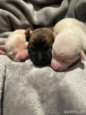 Mini Toy Terrier Bild 3