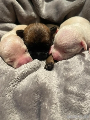 Mini Toy Terrier Bild 9