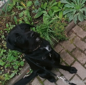 Mittelgroß Mischling 