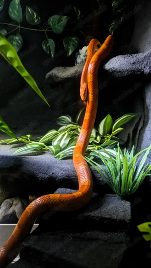 Kornnatter Männchen (2 Jahre)