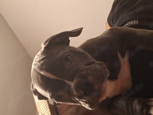 Oeb Mix Welpen 10 Wochen 