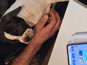 Welpen 10 Wochen Oeb Mix 