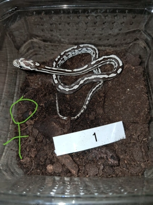 Futterfeste Kornnattern abzugeben. 