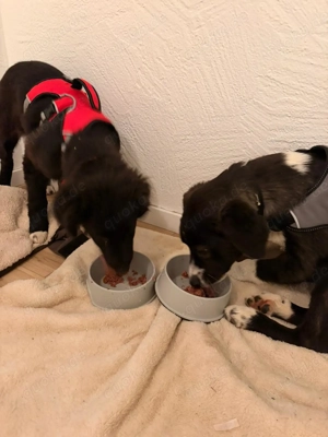 Zwei Fellnasen auf der Suche nach ihrem besten Freund 