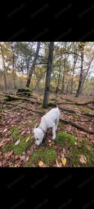 Labrador - Golden Retriever Mischling 