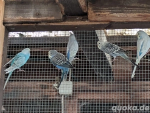 Junge Wellensittiche