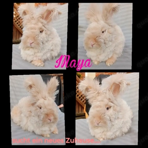 Englisch Angora Häsin 10 Monate alt 