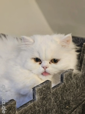 Perser aus dem Tierschutz suchen Traumzuhause