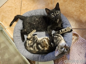 EKH Kitten sowie junge Perser aus dem Tierschutz suchen ihr Traumzuhause <3