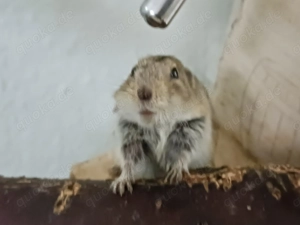 Graue Steppenlemminge - süße junge Männchen abzugeben