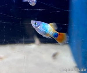 Platy Nachzuchten, verschiede Farbschläge