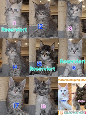 I Wurf Maine-Coon Kitten Mädchen Katerchen mit Stammbaum