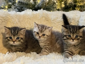 Britisch-Kurzhaar-Kitten (BKH) aus liebevoller Familienaufzucht