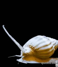 Collonista-Schnecken