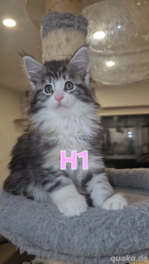 H2 Typvolle XXL Maine-Coon Mädchen aus seriöser Vereinszucht