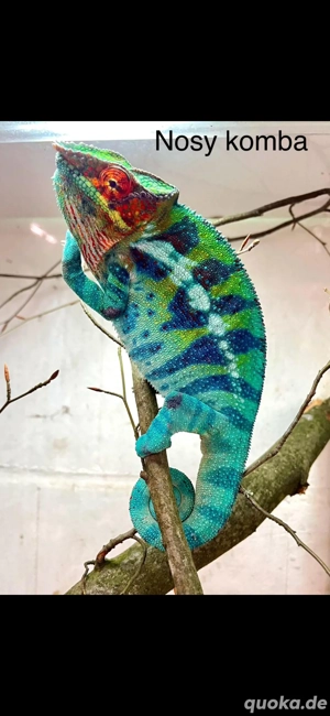 RARITÄT Pantherchamäleon Nosy Koma RARITÄT 