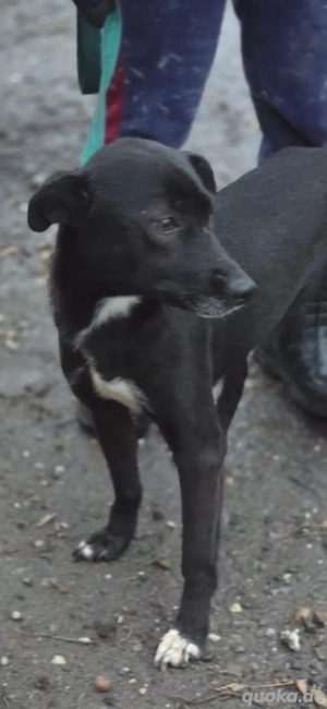 Kaya wünscht sich ein Zuhause  Bild 3