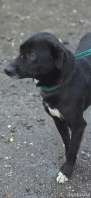 Kaya wünscht sich ein Zuhause  Bild 2