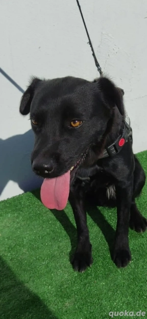 Lotta wünscht sich ein Zuhause 