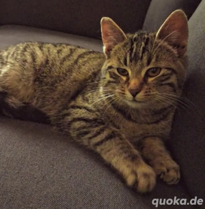 Babykatze zu verkaufen 
