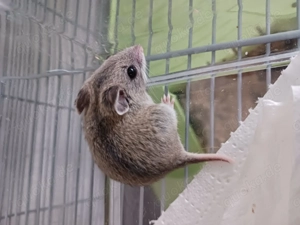 Chinesische Streifenhamster - Jungtiere