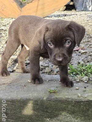 Labrador Arbeitslinie Schoko Welpen